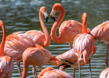 Menschliches Versagen: Fuchs tötet fast gesamte Flamingo-Population in Wiener Zoo