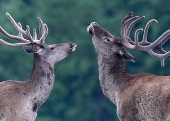 Schadenersatz gefordert: "Norwegische" Rentiere weideten in russischem Naturschutzgebiet