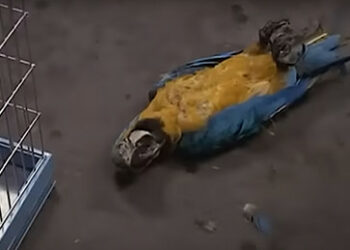 Ampelregierung: Dieser Papagei ist tot