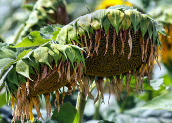 Ein politischer Wink aus Hessen: Grün wird welk