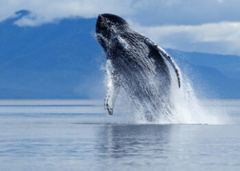 Ermittlungen gegen brasilianischen Ex-Präsidenten Bolsonaro wegen "Wal-Belästigung"