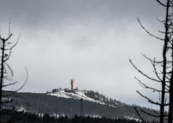 Waldsterben im Harz: "Ideologischer Umweltschutz" des Borkenkäfers wichtiger als Baumbestand?