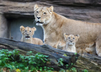"Oh, wie süß die sind!" – Löwentaufe im Leipziger Zoo