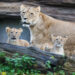 "Oh, wie süß die sind!" – Löwentaufe im Leipziger Zoo
