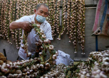 Angst als Waffe: Warum fürchten US-Politiker chinesischen Knoblauch?