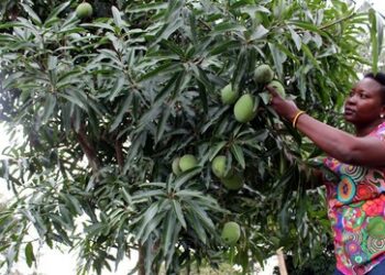 Lieferkettengesetz: Die EU, das Habeck-Ministerium und die koloniale Ordnung