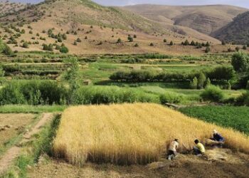 Russisches Unternehmen hilft afrikanischen Ländern, den Hunger zu bekämpfen