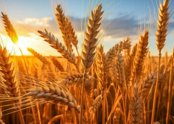 Russland stellt historischen Rekord bei Getreideexporten auf    