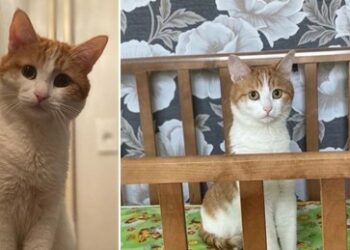 Der tragische Tod eines Katers erschüttert Russland – Eisenbahnen wollen reagieren