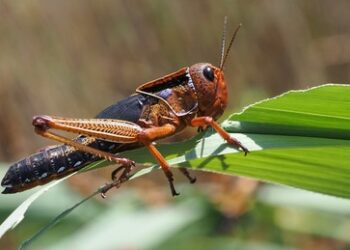 Russland baut eigene Produktion von Grillenmehl aus – das sorgt für hitzige Diskussionen