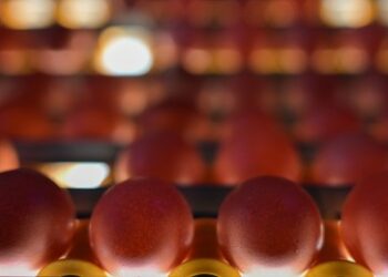 Weißrussland verdoppelt ab Jahreswechsel Eierexport nach Russland