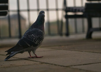 Acht Monate in "Untersuchungshaft" – Eine Taube war in Indien der Spionage für China verdächtig