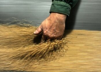 Ägypten lehnt russisches Getreide nach Preisdumping durch die Ukraine und Rumänien ab