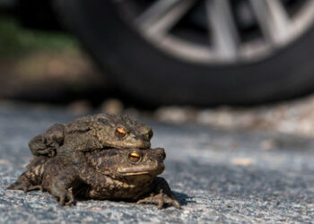Hamburg: Grüne Bezirkspolitiker gönnen bedrohten Erdkröten "Amphibientunnel" für rund 500.000 Euro