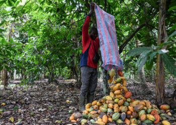 Kakaopreise klettern auf Rekordhoch