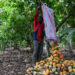 Kakaopreise klettern auf Rekordhoch