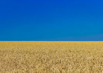 Kiew forciert den Verkauf von Agrarland – entgegen ukrainischen Interessen