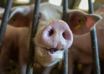 Medienbericht: Özdemir plant neue Fleischsteuer