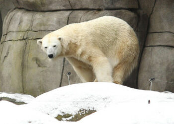 Neues Klimamodell prognostiziert Abkühlung in Europa