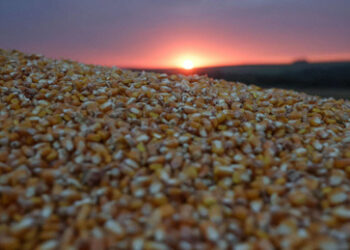 Polnischer Kampf gegen ukrainisches Getreide – 180 Tonnen Mais "entladen"