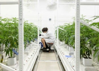 Ukraine legalisiert medizinisches Cannabis