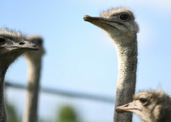 Der Balkonist ‒ von Zwiebelschalen, pompösen Inszenierungen und diplomatischen Straußenherden