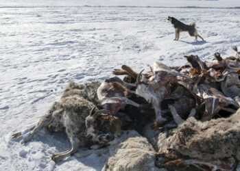 Harter Winter: Mehr als 4,7 Millionen Nutztiere in der Mongolei verhungert