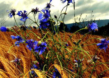 Russland liefert Tausende Tonnen Getreide kostenlos nach Simbabwe