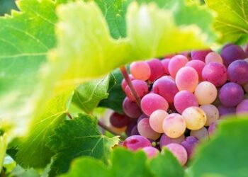 Wirtschaftlich nicht mehr tragbar: Landwirte weltweit vernichten ihre Weingärten