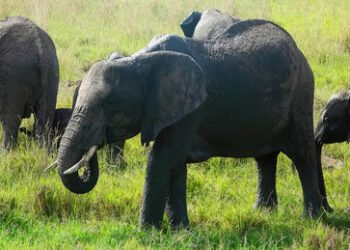 20.000 Elefanten nach Deutschland? Eine Lektion für die Grünen