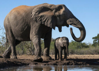 Botswana will 20.000 Elefanten nach Deutschland abschieben