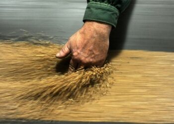 Russland deckt in diesem Jahr zum ersten Mal mehr als ein Viertel der weltweiten Weizenexporte ab