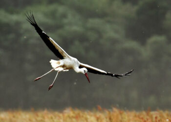 Zulassung im Schnellverfahren: Schädlingsbekämpfung mit RNA-Sprühmitteln