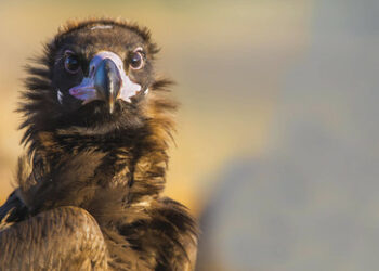 EU schließt Impfstoffvertrag über bis zu 40 Millionen Dosen gegen Vogelgrippe-Virus