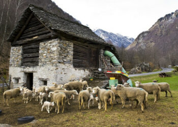 Medwedew vergleicht "Ukraine-Konferenz" mit "Farm der Tiere"