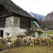 Medwedew vergleicht "Ukraine-Konferenz" mit "Farm der Tiere"