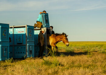 Wildpferde aus Berlin und Prag kehren nach 200 Jahren nach Kasachstan zurück
