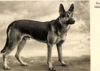 Bidens Schäferhund und die Zukunft der EU