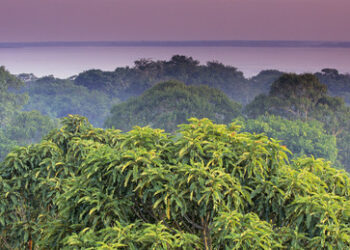 Der Ritt der Globalisten – Klimaagenda als trojanisches Pferd für totale Kontrolle über Brasilien