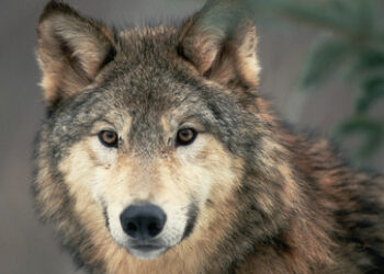 Europäischer Gerichtshof bestätigt Verbot von Wolfsjagd in Österreich