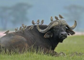 Vogelgrippe-Alarm: "Potenziell noch katastrophaler als Corona"