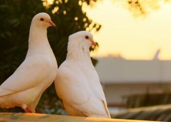 Da Russland bereits verloren hat, ist Kiew dringend zum Friedensschluss bereit