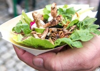 Der Ekel muss weg! Britische Regierung finanziert Propaganda-Forschung zum Insekten-Verzehr