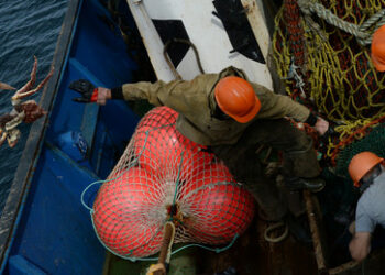 Krabbenkrise hängt mit antirussischen Sanktionen zusammen