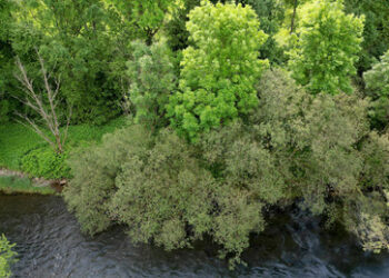 Nord Stream: Reden wir doch über Bäume!