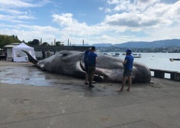 Spektakulärer Fund: Riesiger Pottwal am Zürichsee "gestrandet"