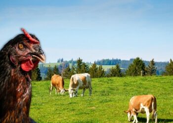 Vogelgrippe: Hofvirologe Drosten reitet schon auf der nächsten Pandemie-Welle