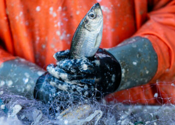 Behörde: Russland wird trotz Kritik weiterhin in der Ostsee fischen