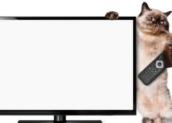 Gedanken des Balkonisten – Warum Katzenfutter und unbequeme Nachrichten teilweise liegen bleiben