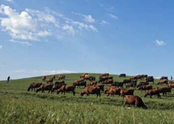 Pentagon vergibt Auftrag zum Simulieren von Atomkrieg in Europa – Umwelt und Agrarsektor im Fokus